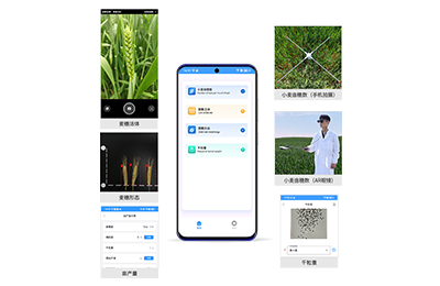 深水埗区小麦亩穗数分析仪IN-XM02