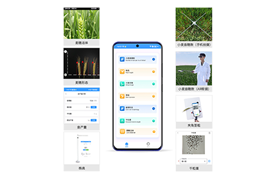 深水埗区小麦表型测量仪IN-XM05